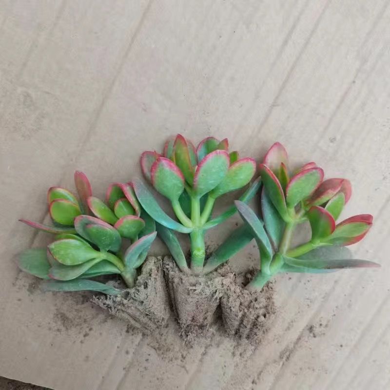 황금꽃달모종 3인분