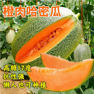 �½��W�y���ܹϷN���ļ���ˮ�����۹�����������̨�߲˷N����Ʒ