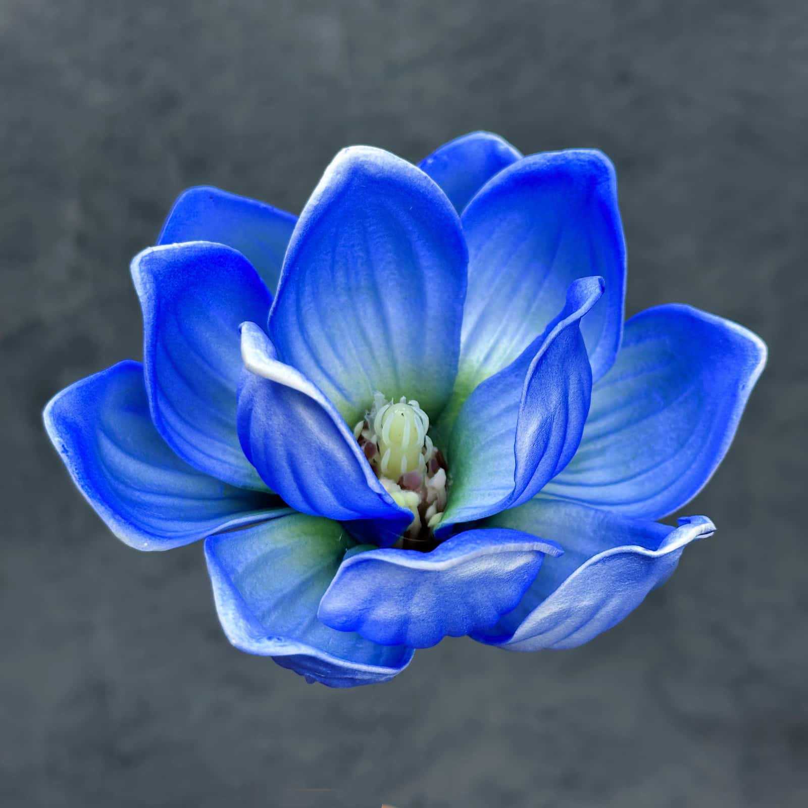 Flor de simulación transfronteriza EVA cabeza de magnolia 13cm tacto tocado kapok decoración decoración decoración flor falsa al por mayor