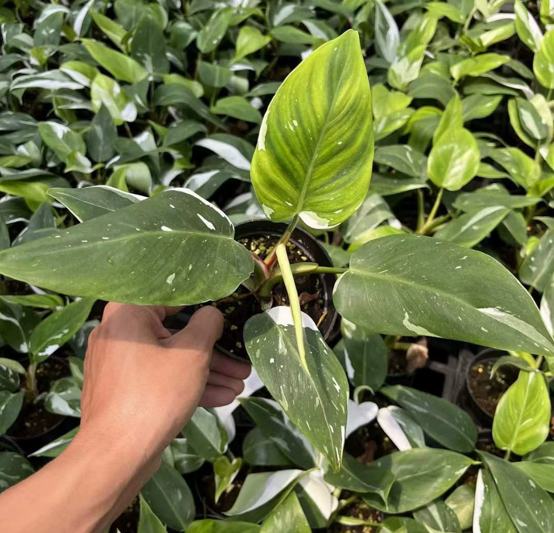 [Базовые прямые поставки] Чистая красная листва Цветы в маленьких горшках 120 Белый принцесса Зеленый бархат