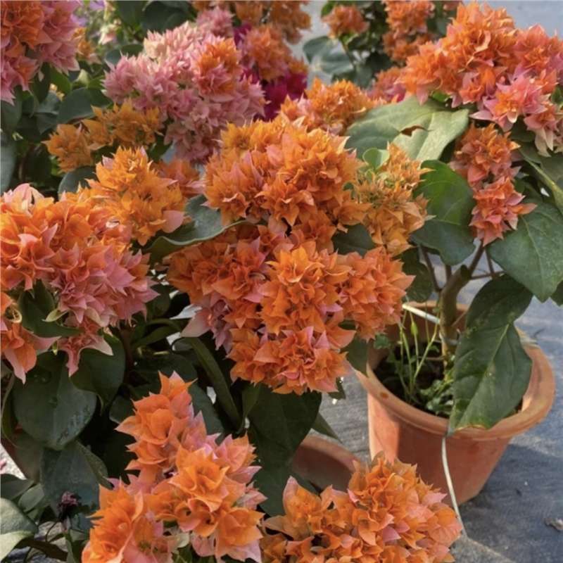 Ciruela triangular planta en maceta nueva variedad de flores de flores de rosa balcón patio aire purificado cuatro estaciones flores bonsai