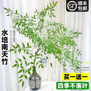 Nantian Bamboo Potted Hydroponic Plants Office Desktop Hydroponic Green Plants with Roots Fresh Cut Flowers Flame Nantian Bamboo