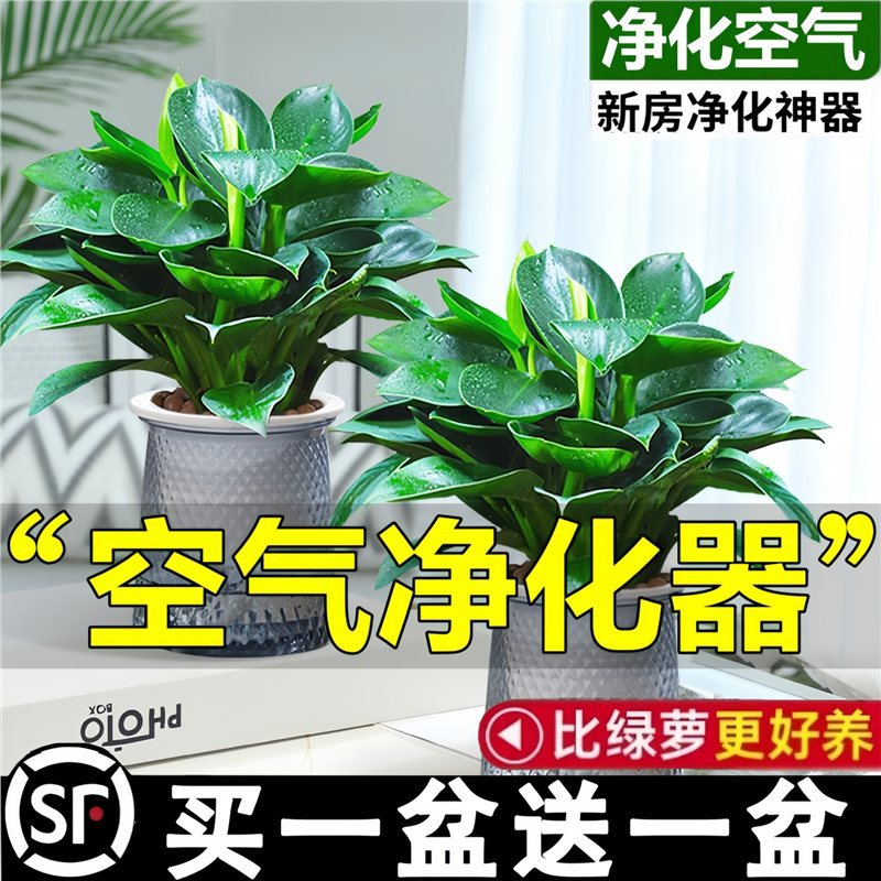 Golden diamond potted plant green ivy basket hydroponic plants easy…
