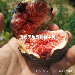 Victoria Fig Saplings Japanese Purple Fructose Heart-Resistant Extra-Large Fig Saplings North and South Bear Fruit in the Same Year
