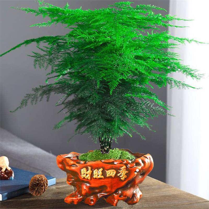 5년근 대형 아스파라거스(사계절 번영)에 뿌리가루를 무료로 드립니다.