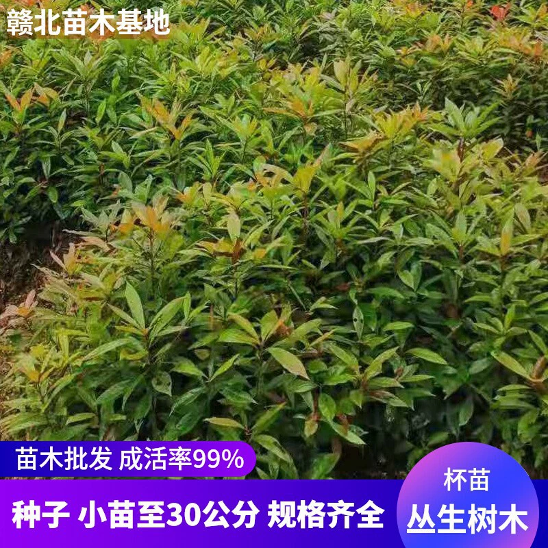 Оптовая продажа базы для рассады Ganbei: саженцы Wood Lotus Cup, малолистный лотос Wood 1cm - 25cm горшечных растений, вечная жизнь.