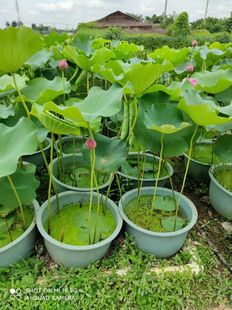 �ɻ�ˮ�B������ɏ�玧��ˮ��ֲ���������ˮ�؃���ˮ�|˯ɏ��