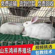 活体肉兔种兔价格大量供应优质肉兔一公一母山东直销肉兔公母一对