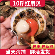 10斤扇贝鲜活新鲜港湾贝小红贝夏夷贝栉孔扇贝带壳海鲜贝类烧烤蒜