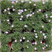 �ձ� ���¼� ����Ůõ���Nޱ����΢���辰�����ļ��_�����܉�����