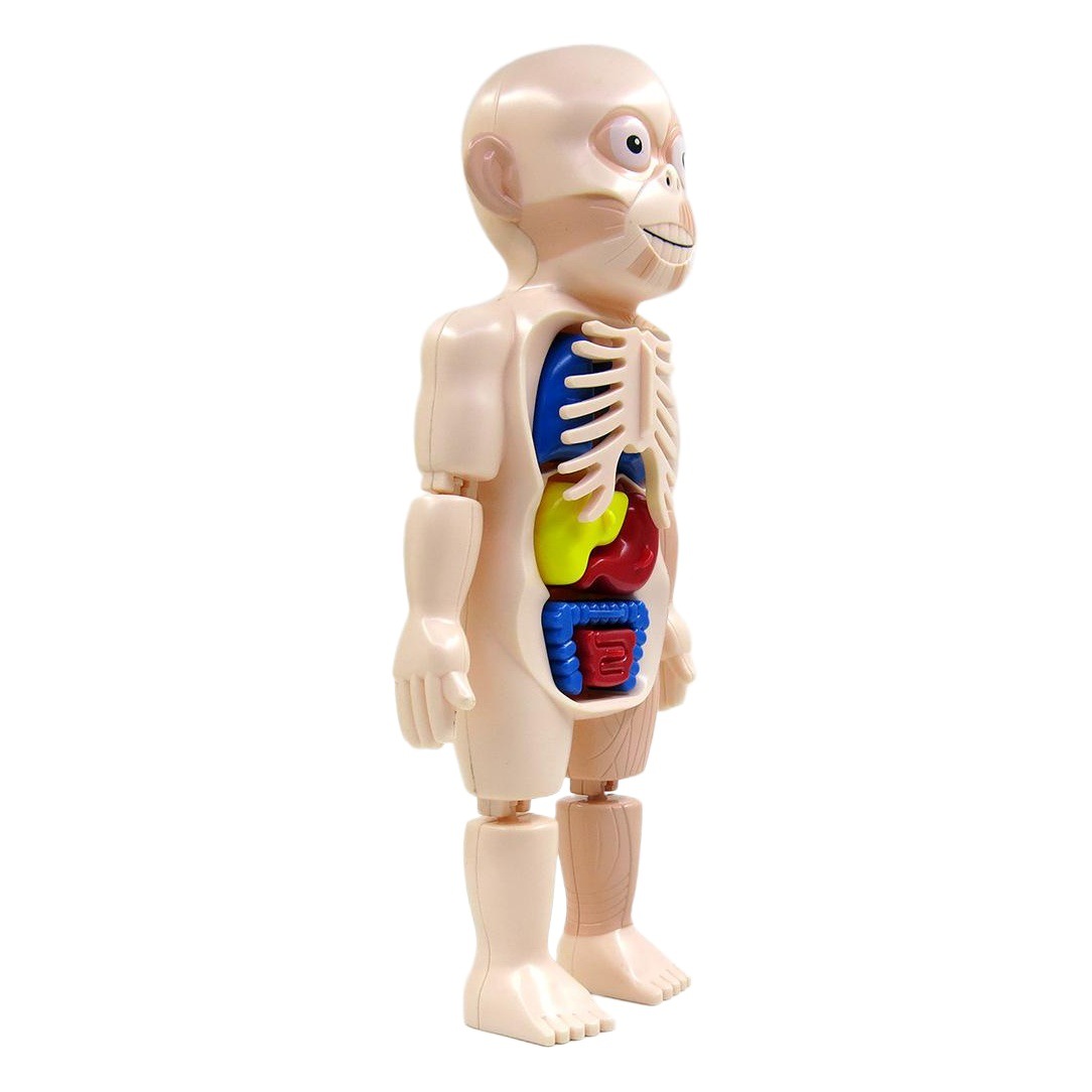 Nuevos niños Qizhi ciencia y educación Cuerpo Humano órgano modelo DIY montado juguete modelo de órgano humano