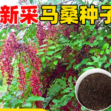 马桑种子护坡灌木豆多花木兰荆柠条山毛豆火棘绿化固土速生草种籽