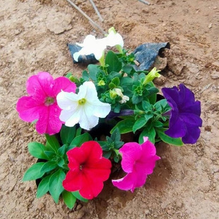 �������l ����ţ�� С���� �pɫ���� Ѩ�P�� ��ɫ�� �����ݻ�����