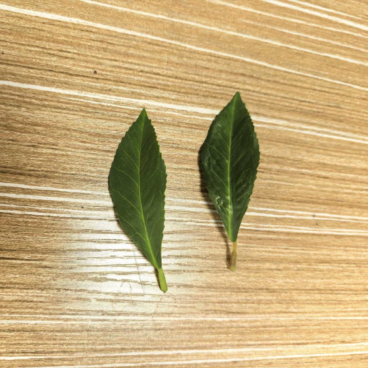 마취목 작은 잎