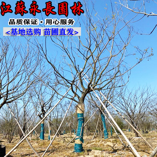 Wholesale of Poplar Saplings All Year Round, Ornamental Potted Plants for Courtyard Planting, Complete Specifications, Large Poplar Saplings
