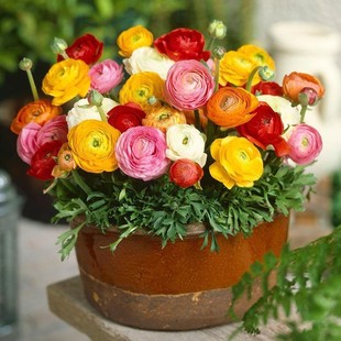 ��ɫ��ëݢ�N����ĵ����������������̨����ͥԺ�����Nֲ��ëݢ