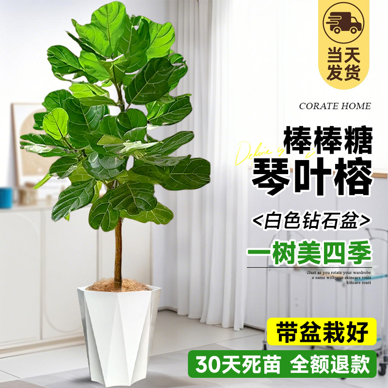 [특가 프로모션] 롤리팝 모양 피아노 리프 1-1.3m (화이트 다이아몬드 세면대) 무료