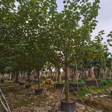 �S�Ș� ���И� ͩ�� �}ˮ��A�� ���� ���� ���_�� ������