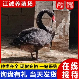 特种兽畜;其他装饰摆件;特种珍禽