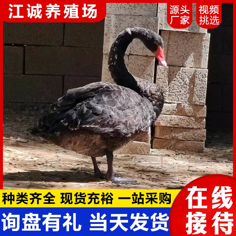 Живые животные черного лебедя, дикие живописные места, живые детеныши черного лебедя, разведение и аренда, поддержка выбора видео