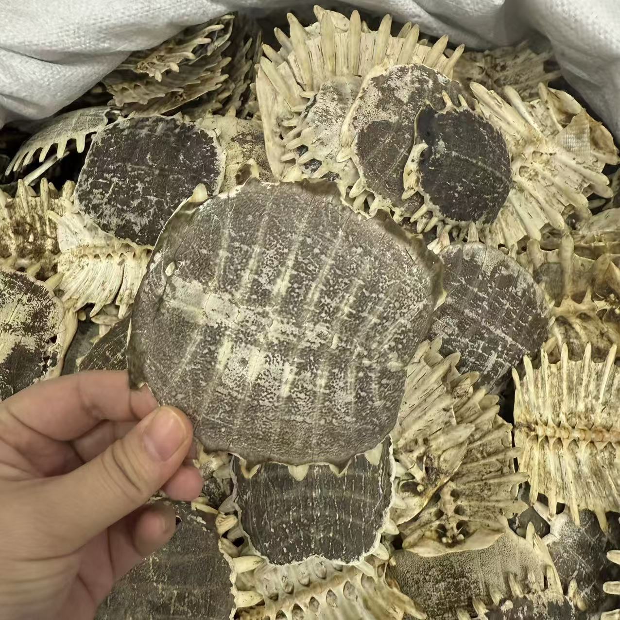 Dried Turtle Shell Bie Jia 500g Traditional Chinese Herb Sun-Dried Raw Material key features