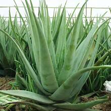 �������J�C��������Ժ���w�aˮʳ���҃��⻨�ܾGֲ����ֲ�����ȩ