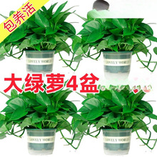 �G�}�����҃�ֲ���·�����������ȩ�����՚�ˮ��Gֲ�����L�پG�}