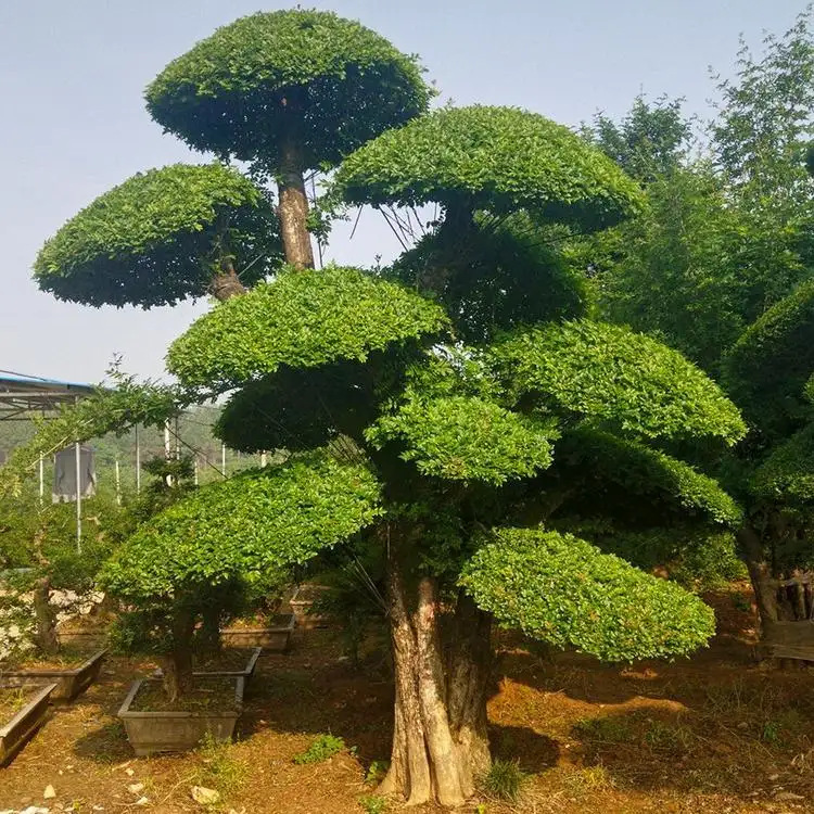 对接白蜡树苗 乔木白蜡树苗 种植基地白蜡树园林庭院景观造型树