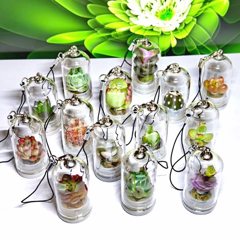 Succulent green plant ornaments gift micro landscape succulent glass bottle mini greenhouse mini living keychain finished product