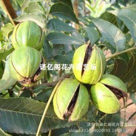 核桃树苗美国碧根果树嫁接苗长寿果当年结果南方北方种植盆栽地栽