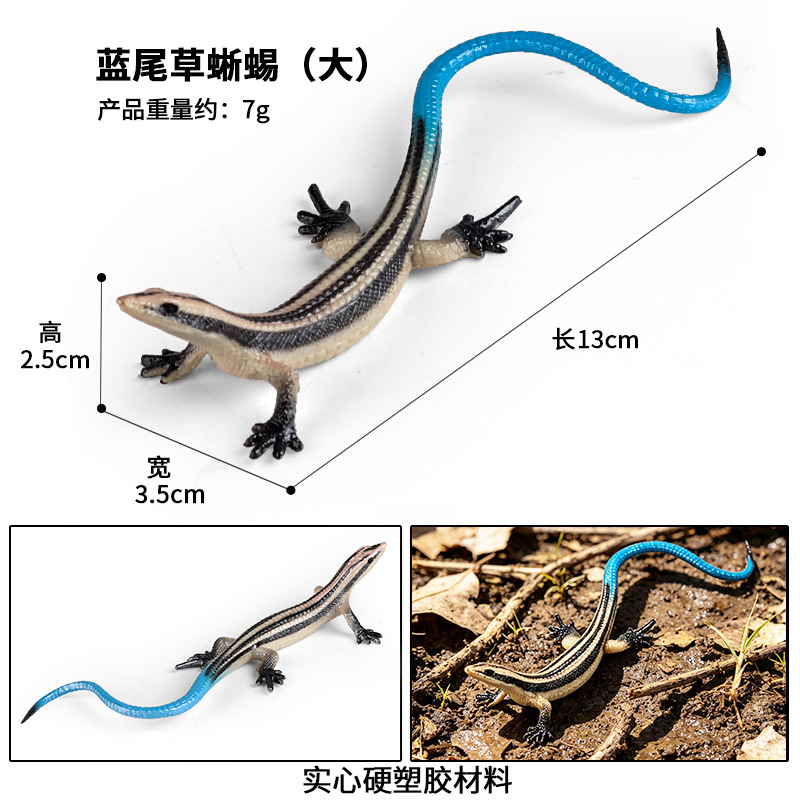 M-2966 azul cola hierba lagarto (Grande)
