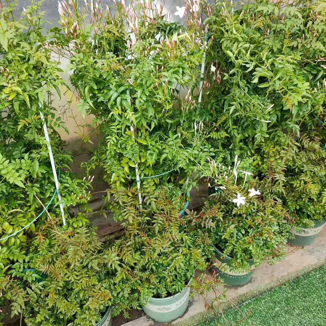 素馨花苗 陽台庭院花卉多年生木本芳香植物攀援爬藤 素馨花盆栽