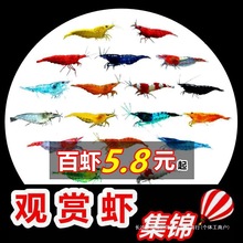 七彩观赏虾淡水晶虾樱花极火蓝宝石黑壳虾除藻工具米虾宠物虾
