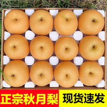 山东莱阳秋月梨正宗新鲜冰糖梨子甜摘当季水果整箱