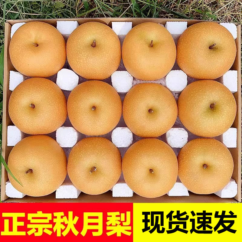 山东莱阳秋月梨正宗新鲜冰糖梨子甜摘当季水果整箱