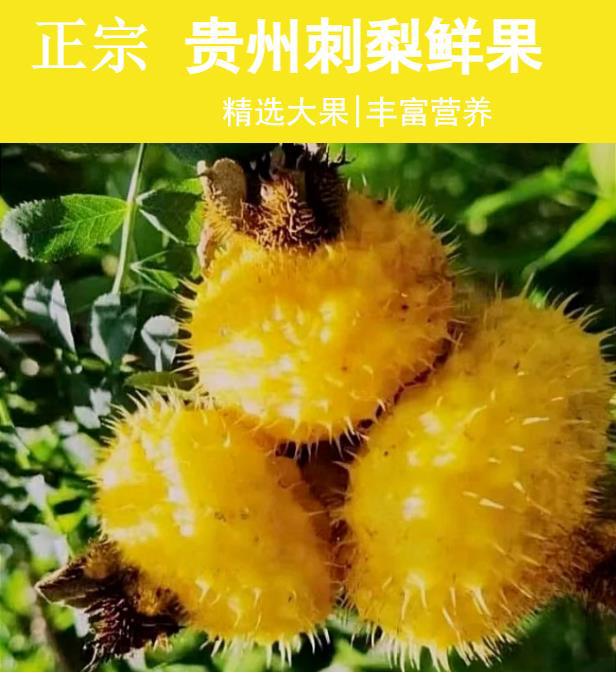 新鲜刺梨鲜果5斤泡酒贵州特产野生刺梨维vc水果现摘现发应季刺梨-阿里巴巴