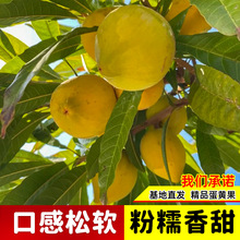 蛋黄果苗当年结果鸡蛋果果树苗进口水果肉如蛋黄盆栽地址高贵果树