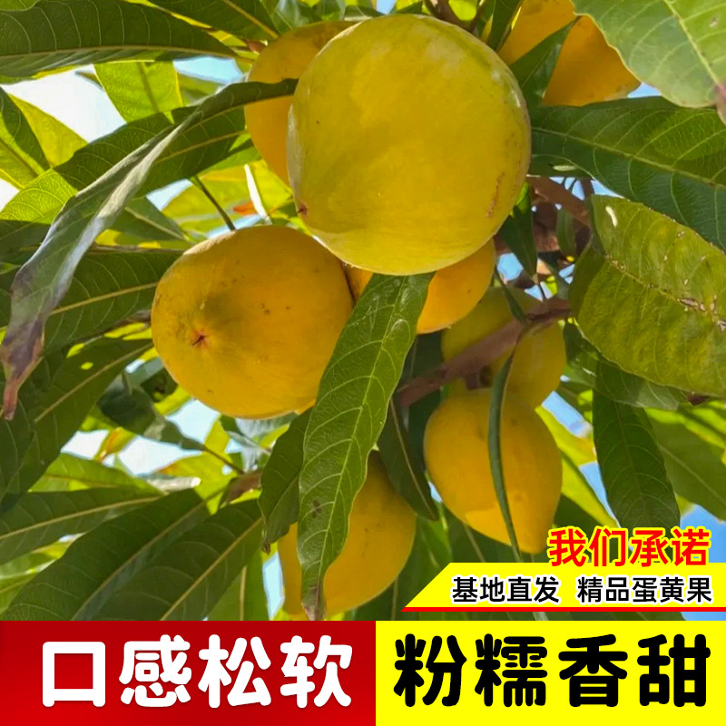 蛋黄果苗当年结果鸡蛋果果树苗进口水果肉如蛋黄盆栽地址高贵果树