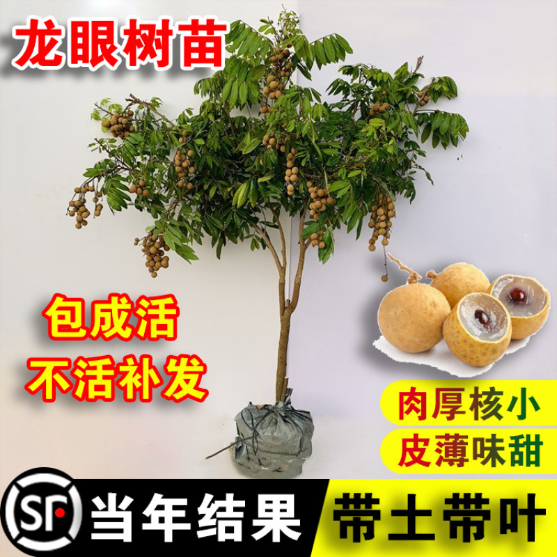龙眼树苗石硖大乌圆四季龙眼果树果苗桂圆树苗盆栽庭院龙眼树大树