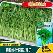 碧绿小叶茼蒿种子 农田菜园可盆栽叶小薄嫩茎浅绿粗壮茼蒿蔬菜籽