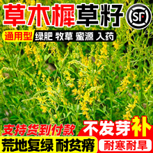 �S����ľ�طN�Ӄ��|���ݷN�ѳ���ޣ�G���ͺ���ؚ���Դ��ľϬ�N��