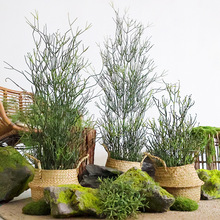 仿真光棍树火焰木大戟科多肉庭院造景植物盆栽热带沙生植物珊瑚树