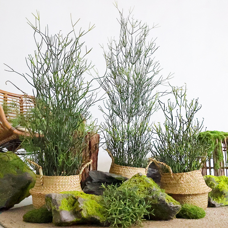 Simulated Single Tree Flame Wood Euphorbiaceae Succulent Courtyard Landscaping Plant Potted Tropical Sand Plant Coral Tree