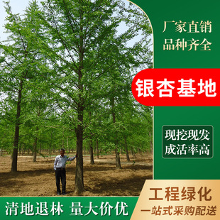 �y��֮�l ����ֱ�N �y�� �y�Ә� �y�Ә��� ���~��䌍���޽ӽY��