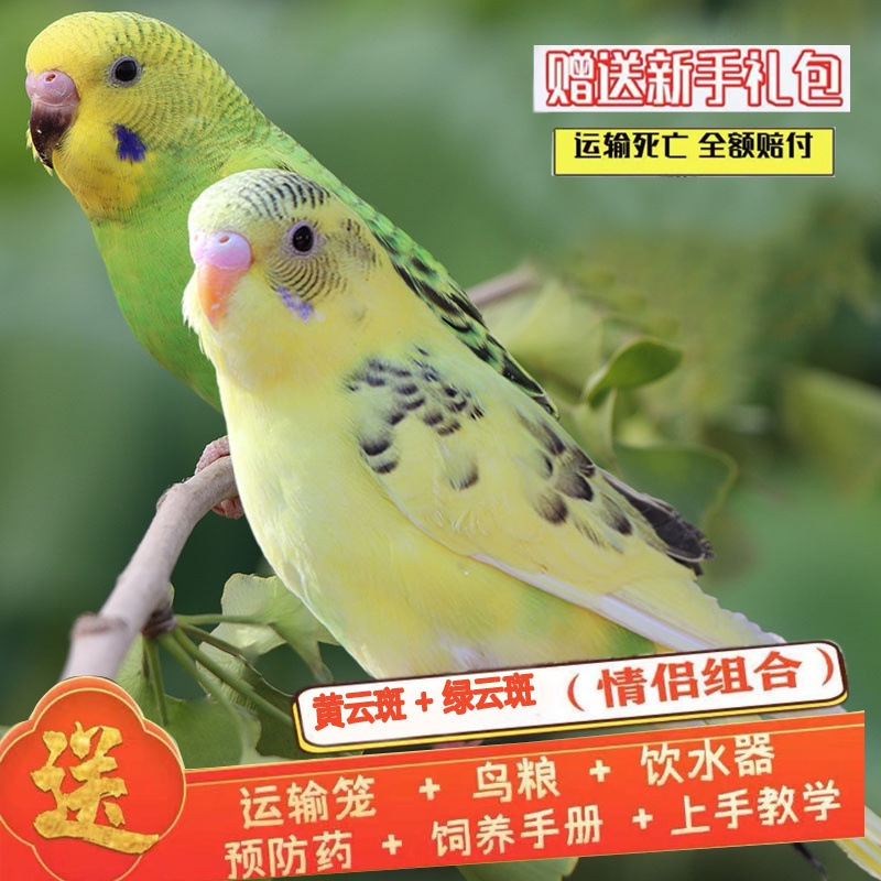 녹색 구름 반점 + 노란 구름 반점 (Bao Xue 말하기) 커플 매칭