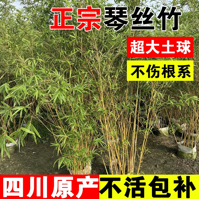 Саженцы бамбука Цинси, проект ландшафтного дизайна Сычуани, ландшафтный забор для двора, четырехсезонные вечнозеленые декоративные растения.