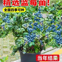 ԰l؛ش̖ȫNֲ҃{ݮ{ݮϱ