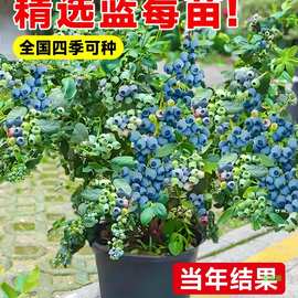 花香果树盆栽发货特大号大全果苗种植室内蓝莓带果蓝莓树南北方