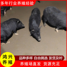 长期销售纯种巴马香猪 网红宠物小香猪 成年巴马香猪种猪幼崽活体