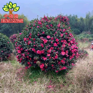Premium Camellia Sapling Ball Courtyard Villa Flower Seedling Four-Season Potted Garden Landscaping Small Seedling Tall Tree Project